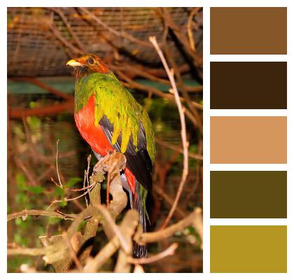 Multicoloured Gold Head Quetzal Bird Image